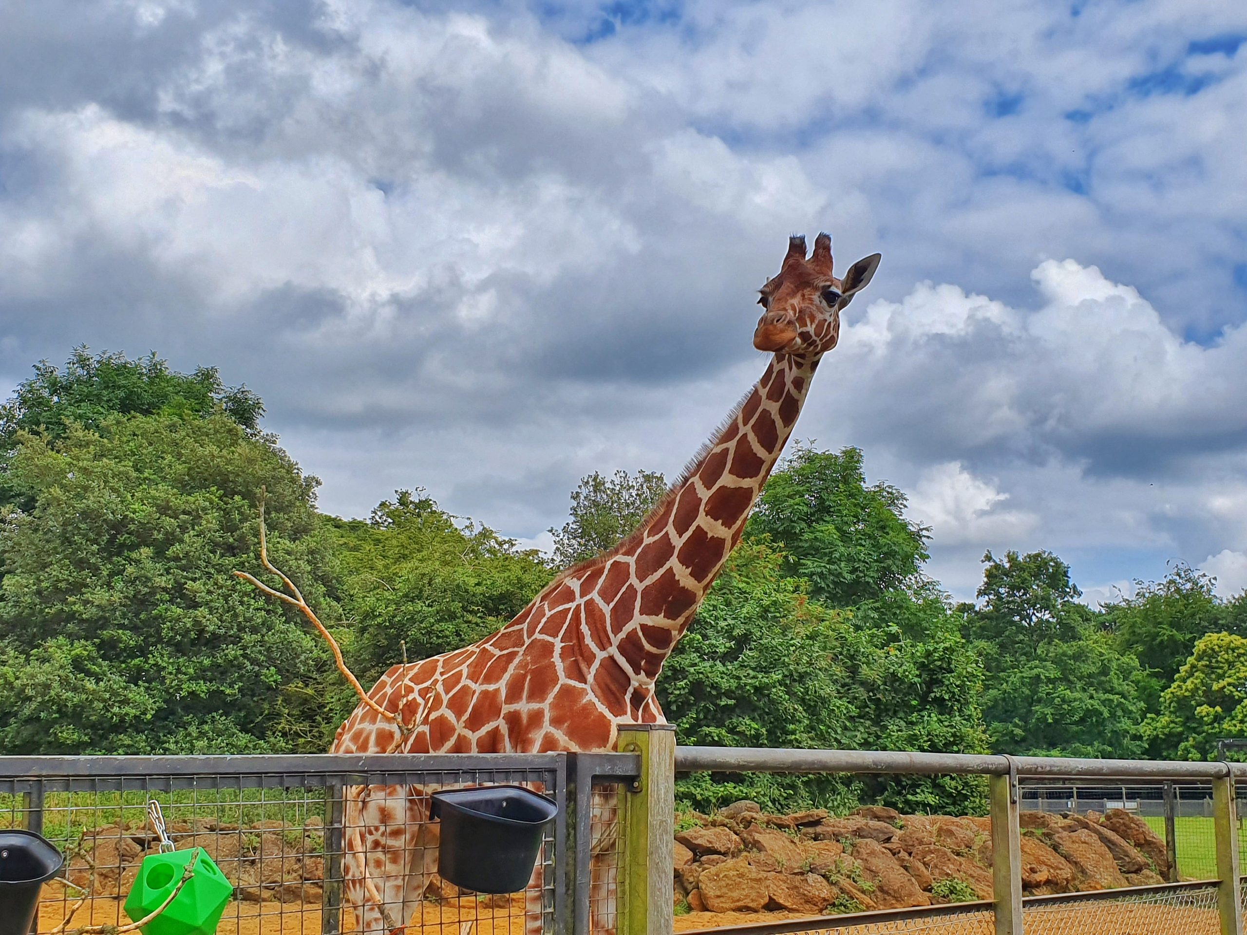 going-wild-at-zsl-whipsnade-zoo-a3-family