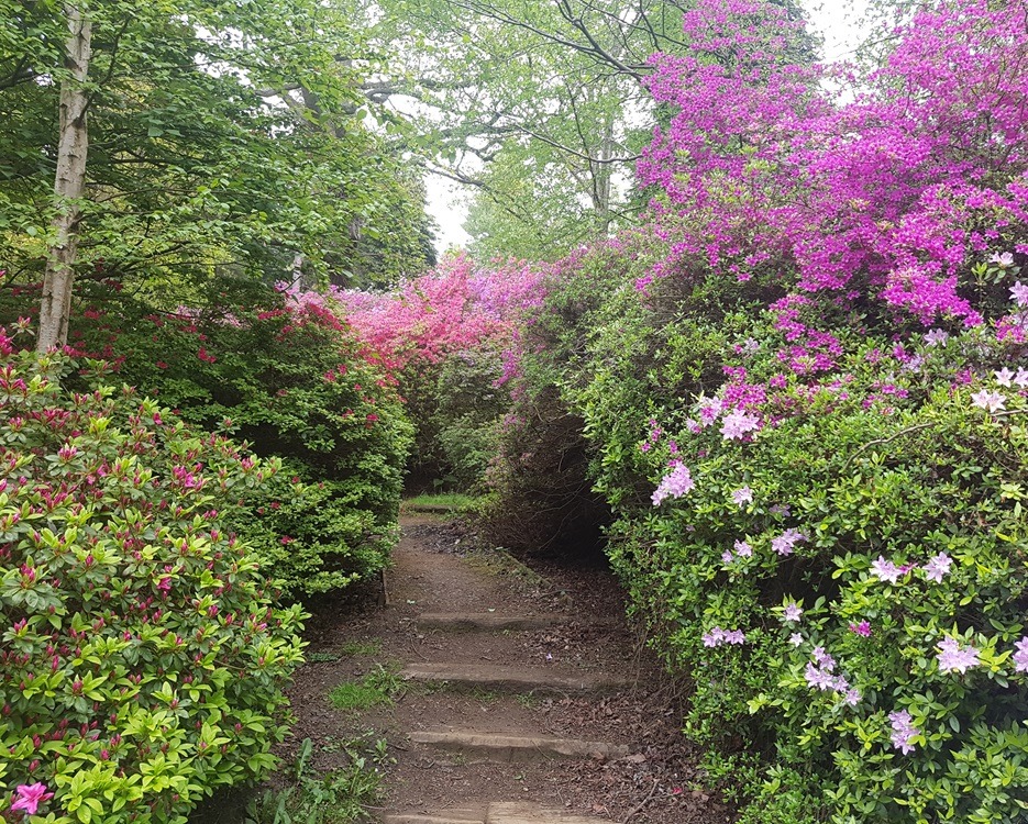 Footpath Leading to Stairs Surrounded by Bushes with Pink Flowers