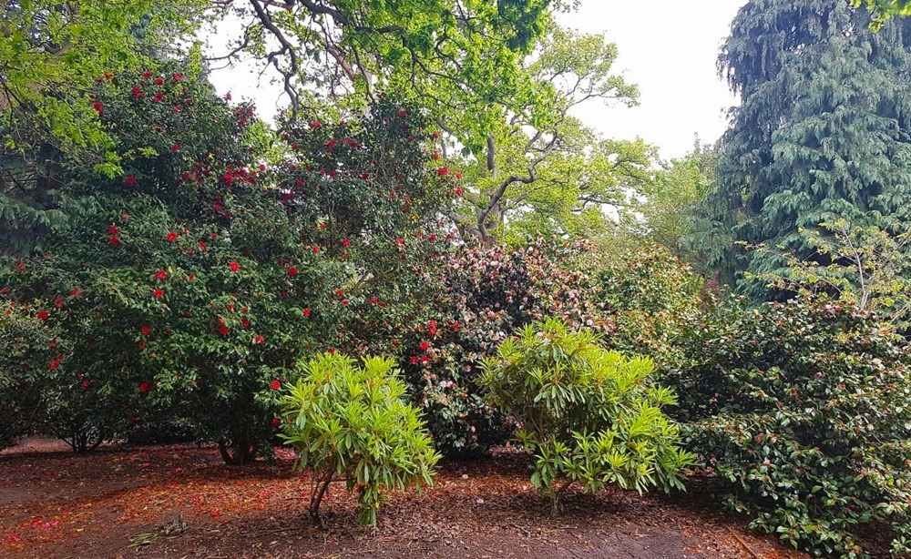 Valley Gardens at Virginia Water Windsor